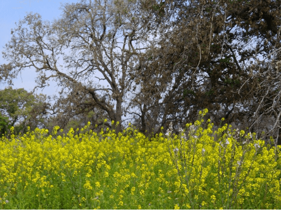 שמורת אלוני יצחק