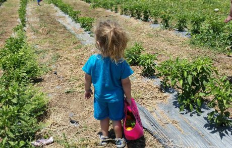 בשבת – מפגש חברי *מה עושים בשבת* בחוויה בגבעה קטיף עצמי – טו בשבט לכל המשפחה