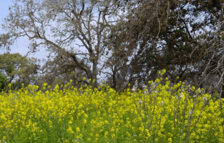 טיול לשמורת אלוני יצחק שבין גבעת עדה לכפר גליקסון